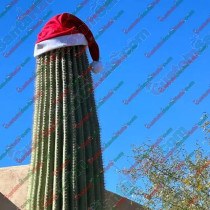 Santa Hats For Cactuses