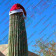 Santa Hats For Cactuses