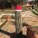 Santa Hats For Cactuses