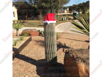Giant Santa Hat Cactus 2